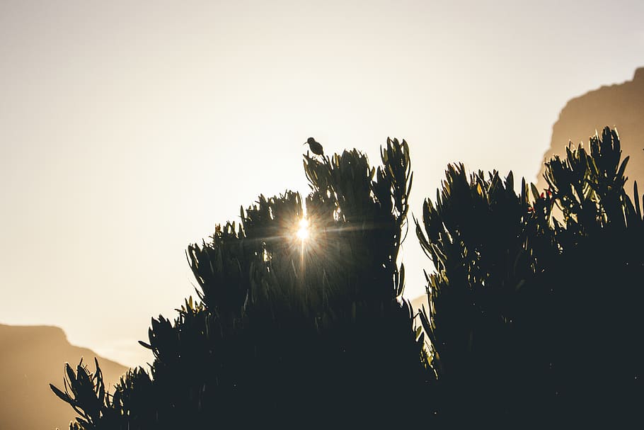 trees under sunlight, flare, bird, animal, outdoors, nature, sky HD wallpaper