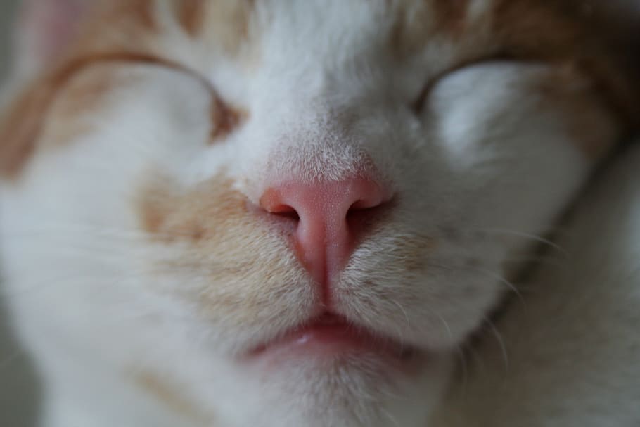 cat, frontal, face, white, red, reddish, mackerel, cat face HD wallpaper