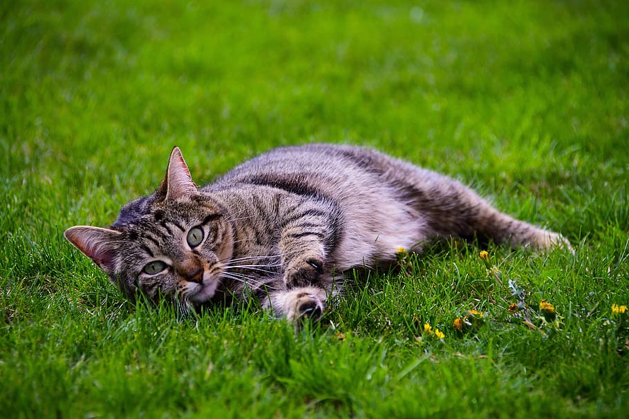 cat, relaxation, cute, adorable, tabby, mammal, animal, animal themes HD wallpaper