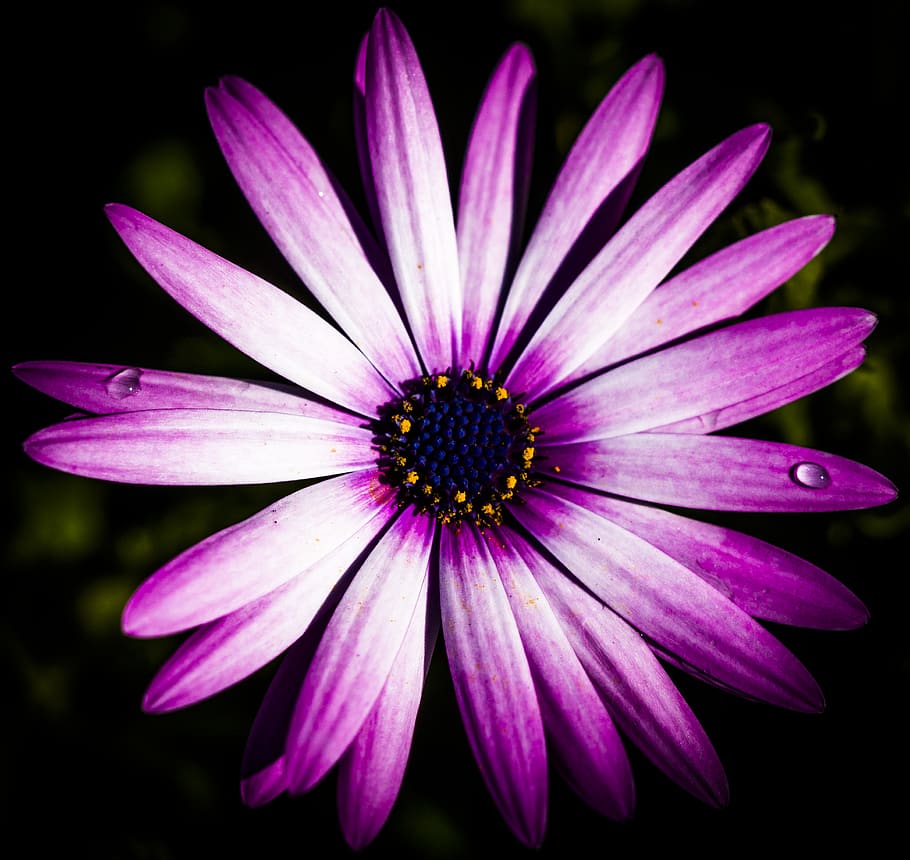 australia, saint kilda, flower, flowering plant, petal, vulnerability HD wallpaper