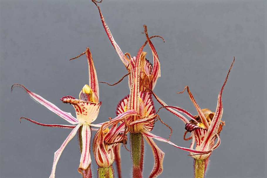 prisoner orchid, focus stack, orchids, wildflowers, western australia HD wallpaper