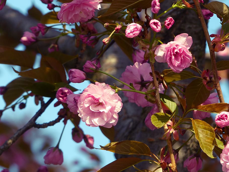 sakura, bloom, spring, pink, tree, japanese, nature, garden HD wallpaper