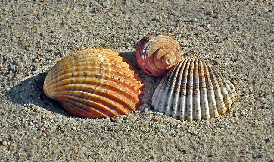 shells, beach, sand, summer, sea, holiday, holidays, the coast, HD wallpaper