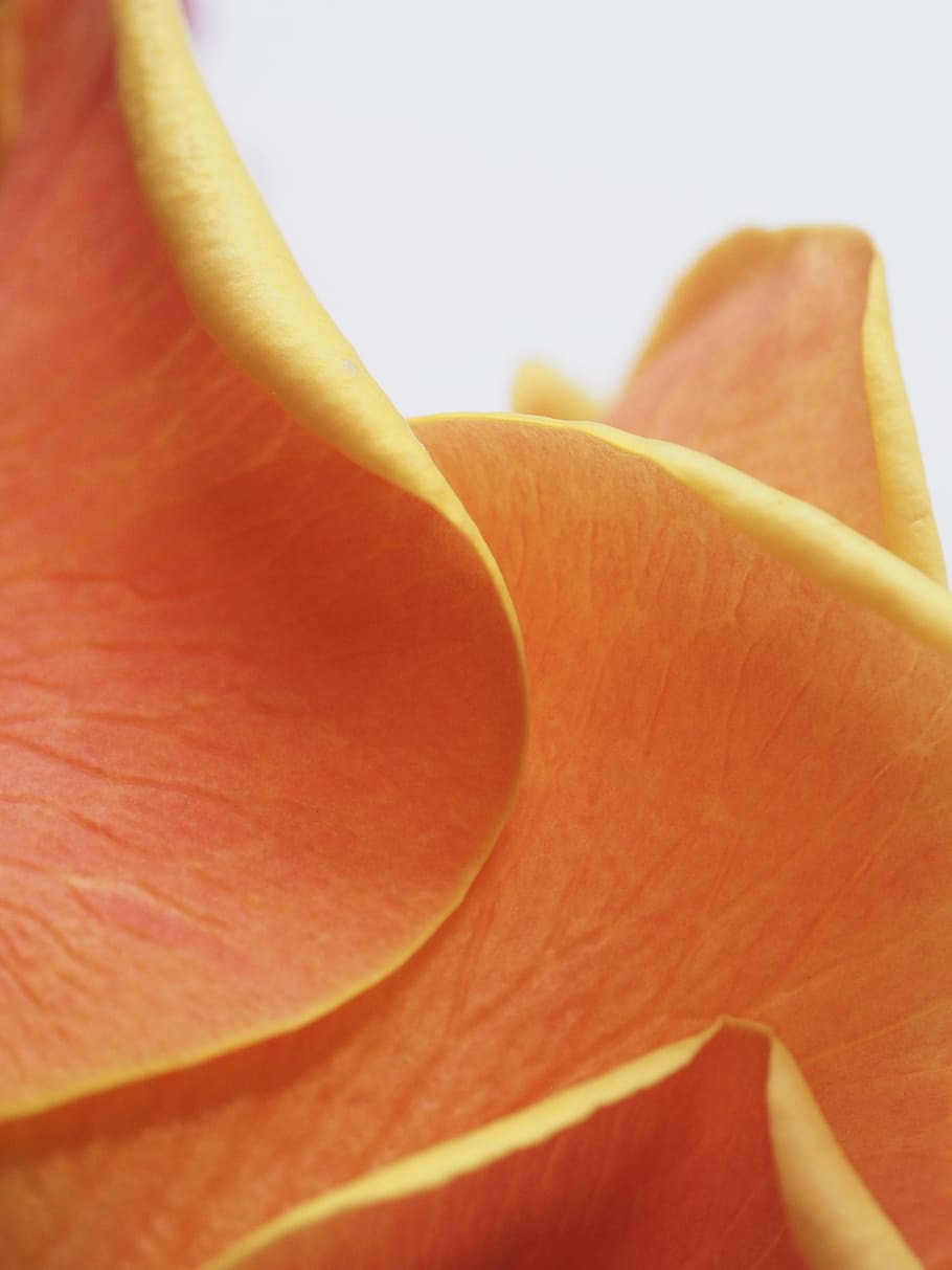 Orange Flower Petal, beautiful, bright, close-up, color, delicate, HD wallpaper