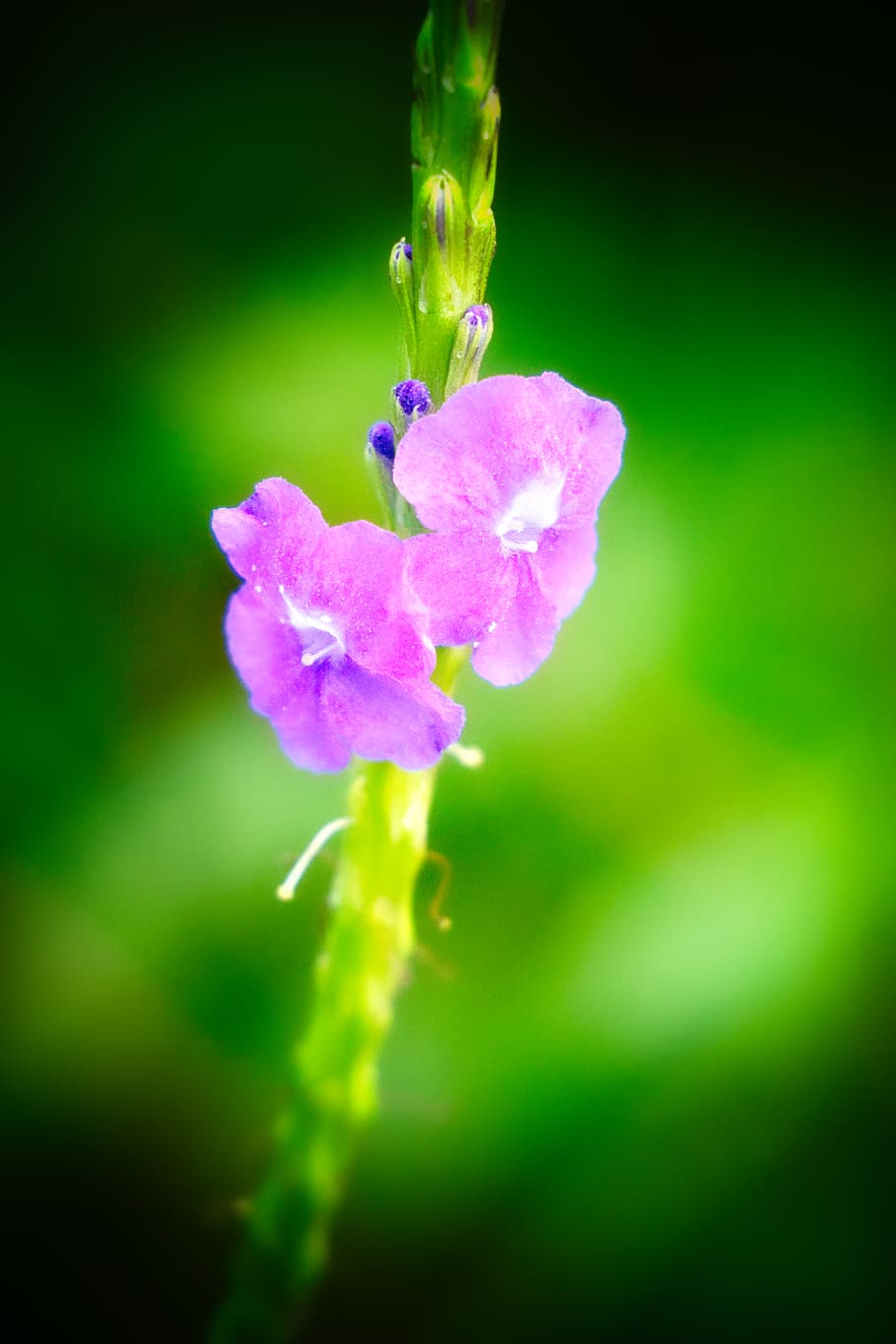 small flowers, beautiful, flowering plant, freshness, fragility HD wallpaper