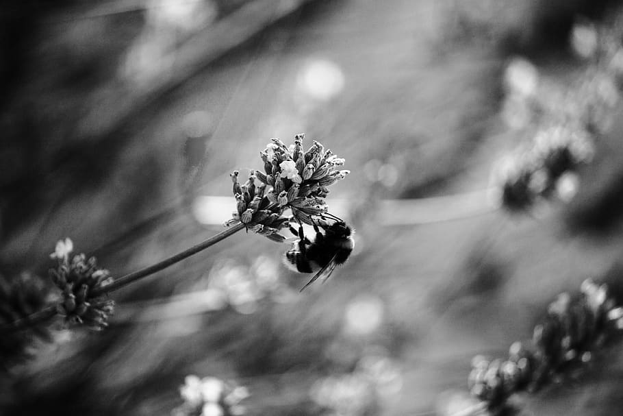 hummel, bee, insect, animal, nature, macro, honey bee, pollen HD wallpaper