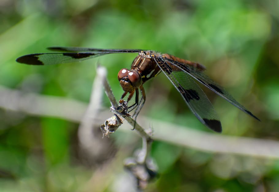 dragonfly, bug, insect, wings, nature, summer, insects, damselfly HD wallpaper