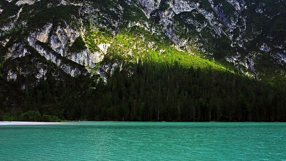 nature, outdoors, water, tree, plant, fir, abies, land, vegetation HD wallpaper
