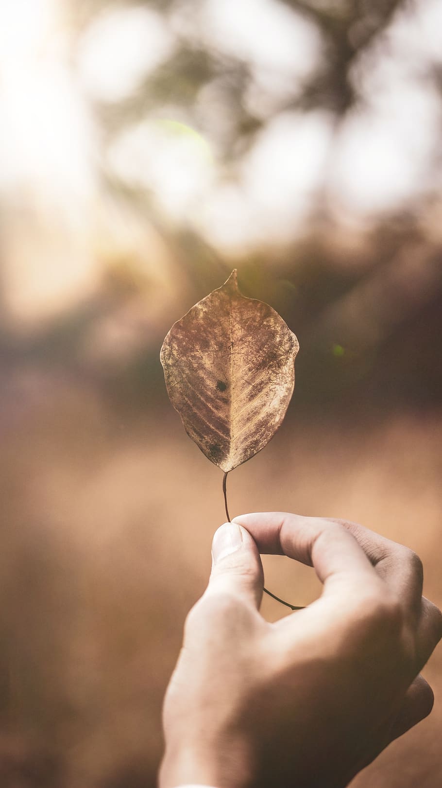 person holding dried leaf, human, finger, plant, autumn, wallpaper HD wallpaper