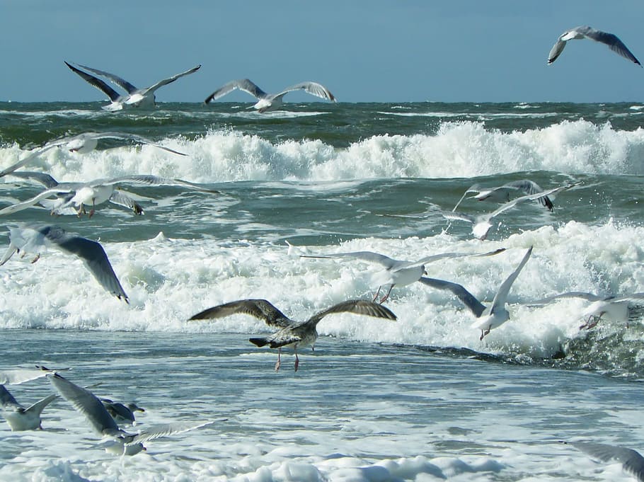 bird, flying, water, flow, wave, running, beach, shore, sea HD wallpaper