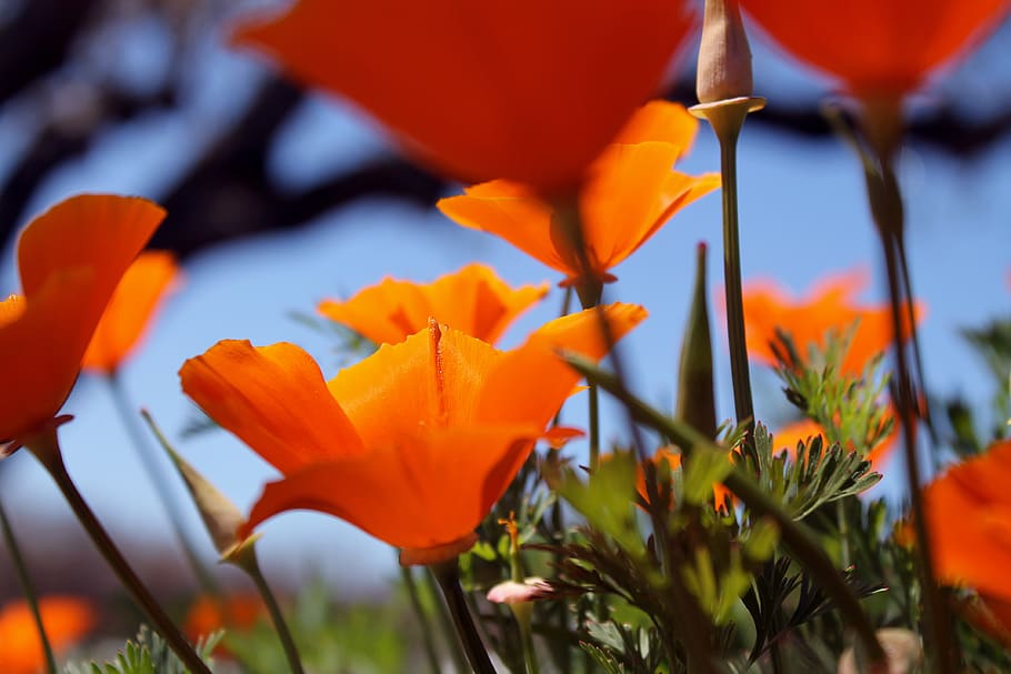 HD wallpaper: united states, sonoma county, golden, orange, bright ...