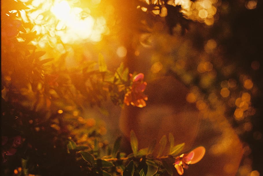 green leafed plant, one person, tree, nature, leisure activity HD wallpaper