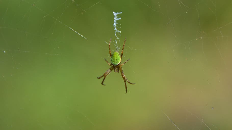 new zealand, woodside, colaranea viriditas, dunedin, green orb web spider