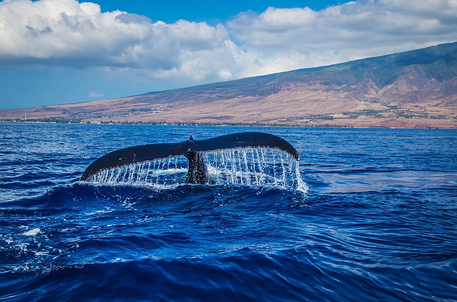 humpback whale, breaching, tail, ocean, mammal, marine, sea, HD wallpaper