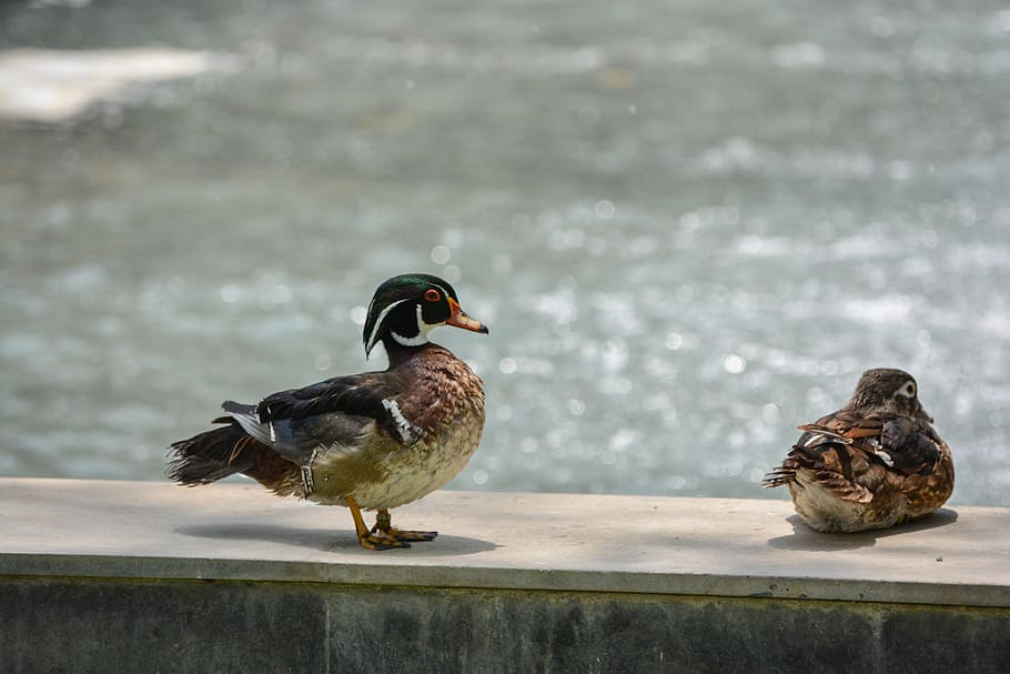 duckling, bird, nature, feather, beak, water, webbed feet, avian HD wallpaper