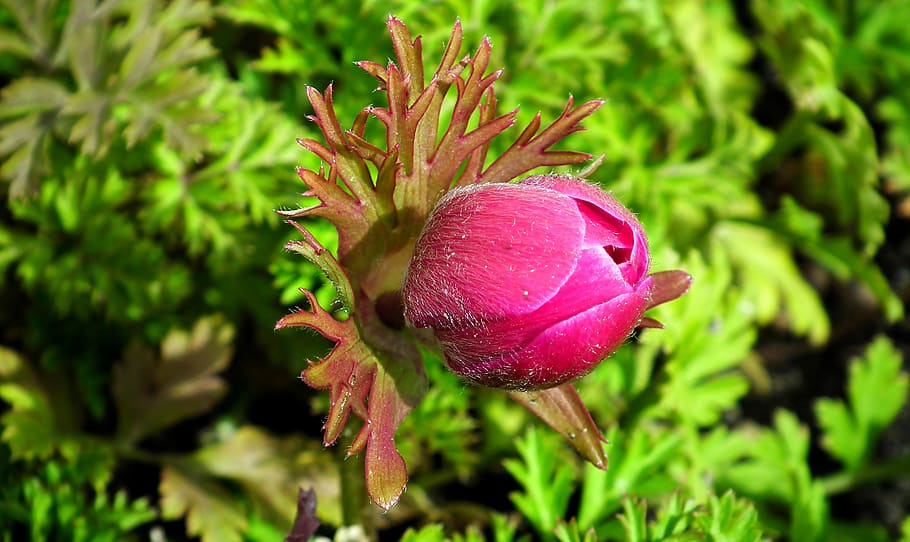 anemone, flower, bud, red, thriving, nature, spring, beautiful HD wallpaper
