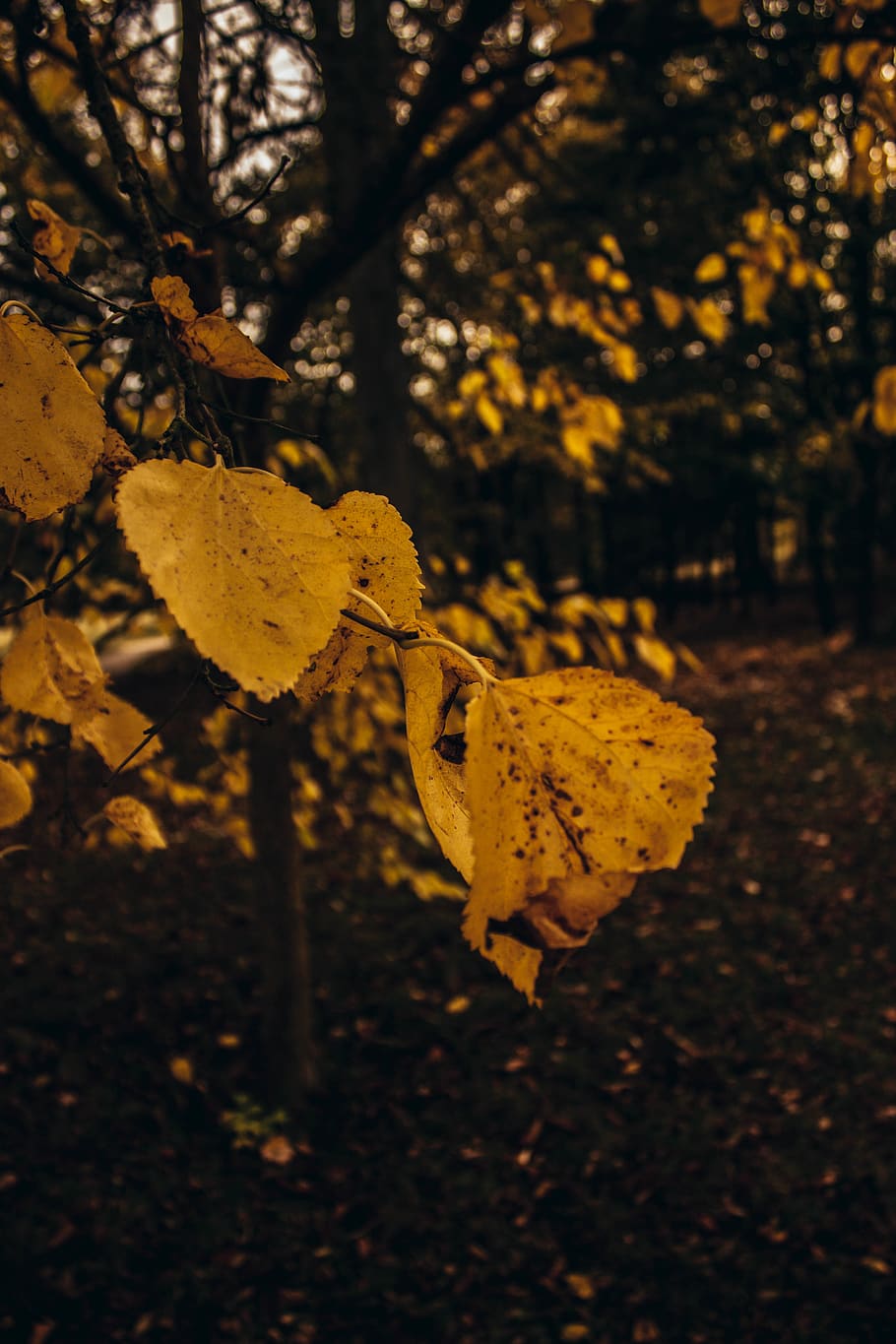 france, versailles, leaf, plant part, autumn, tree, yellow HD wallpaper