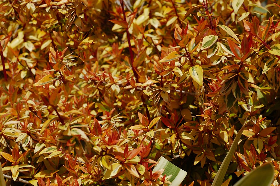 leaf, plant, tree, flower, blossom, paper, acanthaceae, maple HD wallpaper