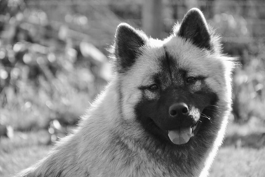 dog, bitch, dog eurasier, bitch nova, photo black white dog portrait painting HD wallpaper