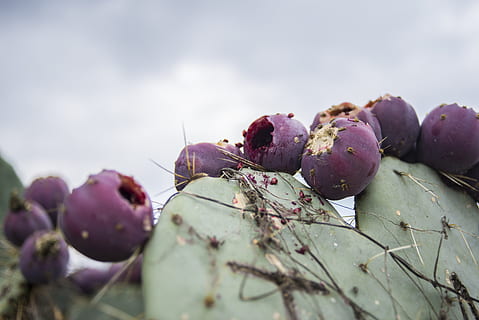 mexico-san-miguel-de-allende-cactus-fruit-seed-thumbnail.jpg