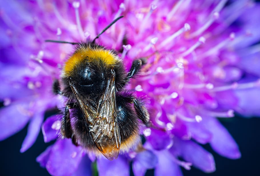 macro, insect, bumblebee, flower, hairy, wings, invertebrate HD wallpaper
