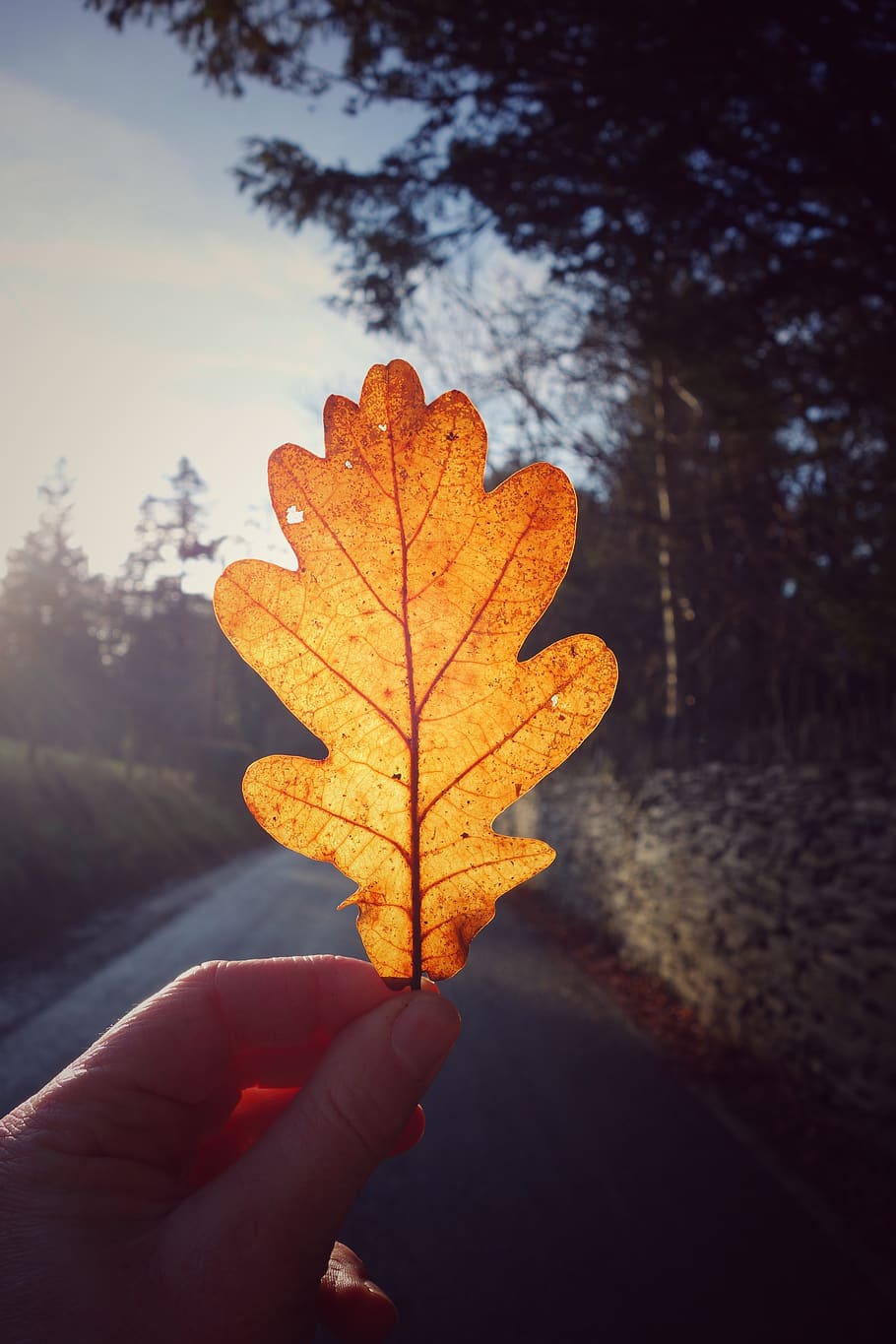 leaf, nature, human hand, human body part, autumn, real people HD wallpaper
