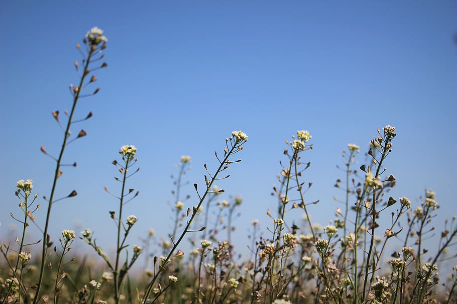 white petaled flower, plant, growth, flowering plant, sky, beauty in nature HD wallpaper