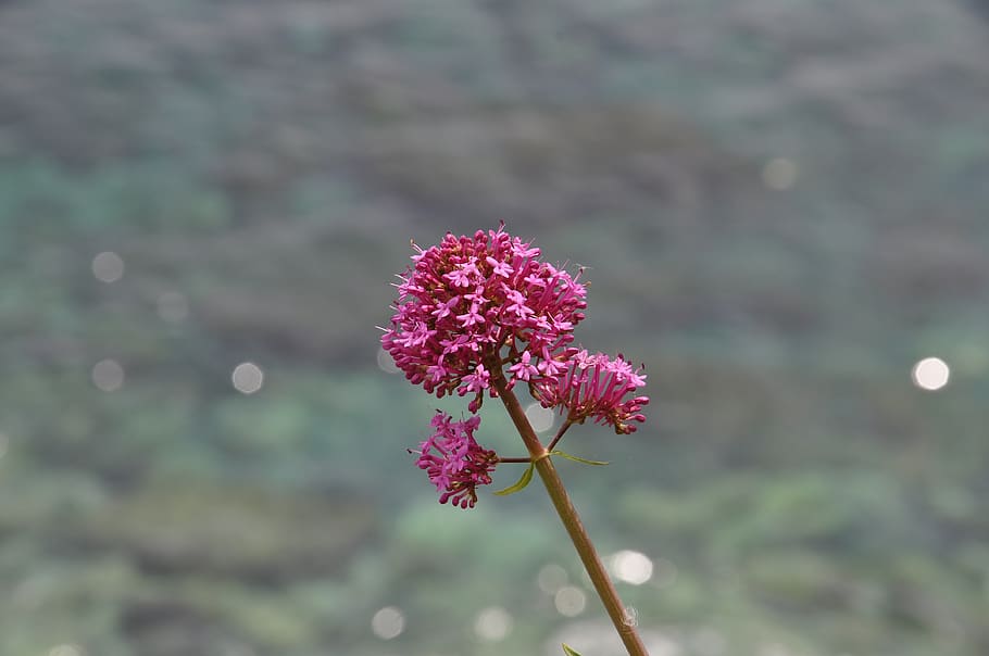 flower, sea, spring, flowers, nature, bloom, colorful, flora HD wallpaper