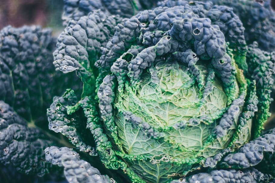 green vegetable, plant, food, kale, cabbage, animal, snake, reptile HD wallpaper