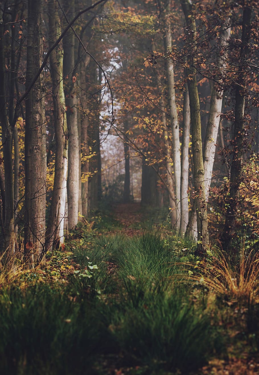 pathway between brown trees during daytime, plant, forest, land HD wallpaper