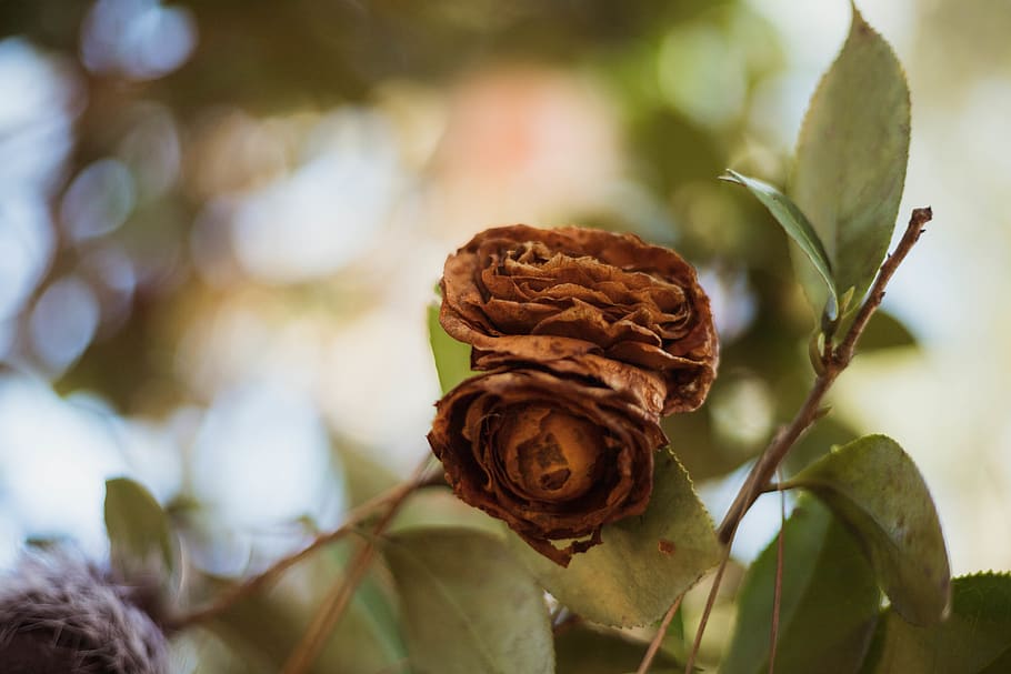 plant, tree, person, human, blossom, flower, rose, leaf, annonaceae HD wallpaper