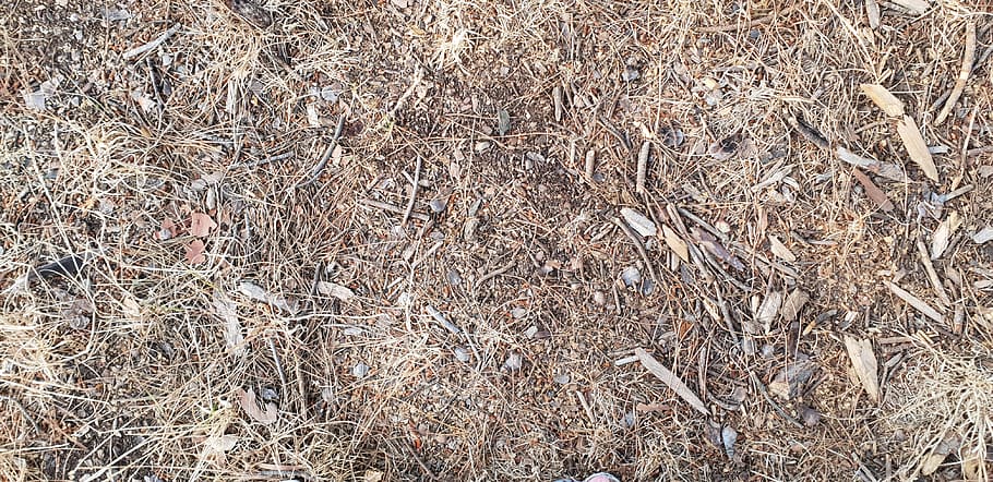 twigs, brown, texture, land, full frame, plant, day, no people HD wallpaper