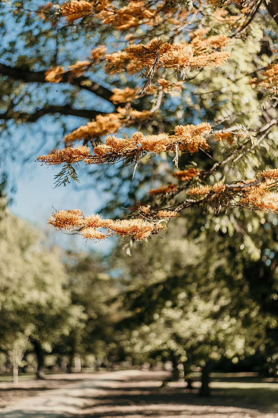 orange and black leaf plant, tree, conifer, larch, fir, abies HD wallpaper