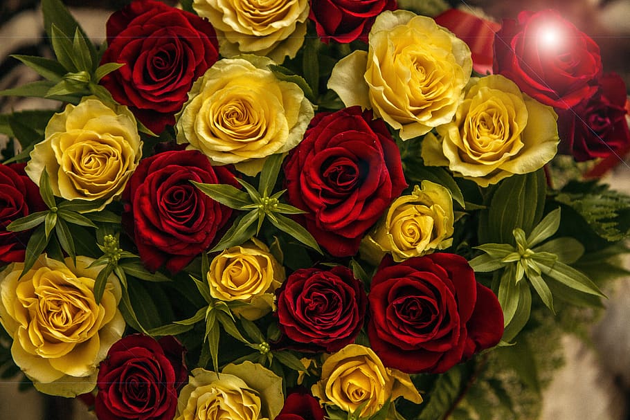 rose, flower, pattern, nature, love, romance, romantic, red HD wallpaper