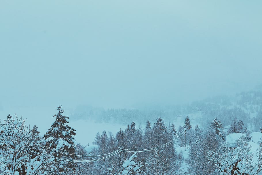 frozen, ice, snow, winters, forest, trees, cold temperature HD wallpaper