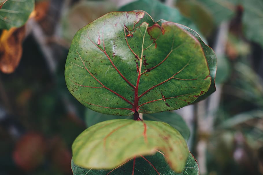 leaf, bermuda, tropical, green, tree, plant part, focus on foreground HD wallpaper