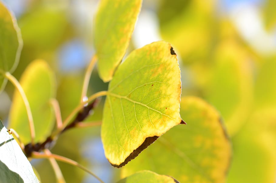 leaves, tree, macro, plant part, leaf, close-up, focus on foreground HD wallpaper