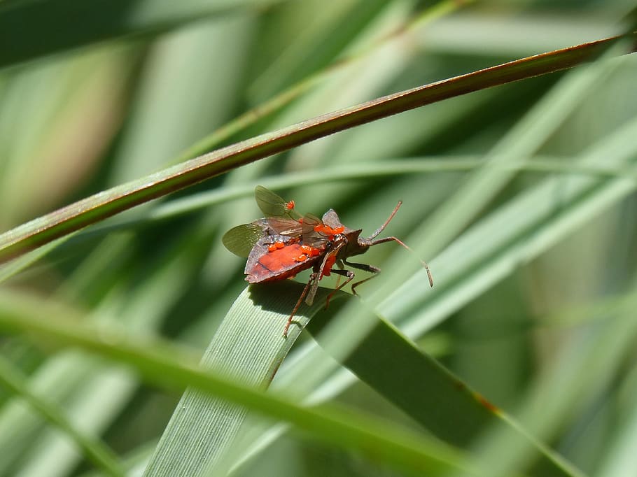 i pentatomid, insect, parasites, parasitized, pentatomidae HD wallpaper