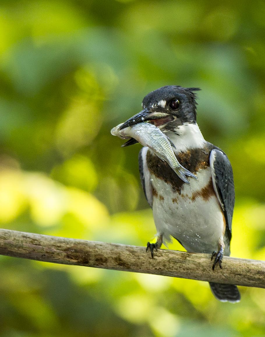 united states, interlochen, kingfisher eating minnow, nature, HD wallpaper