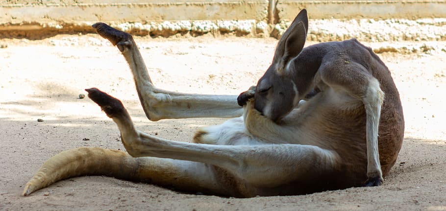 nature, kangaroo, animal, animal themes, mammal, one animal HD wallpaper