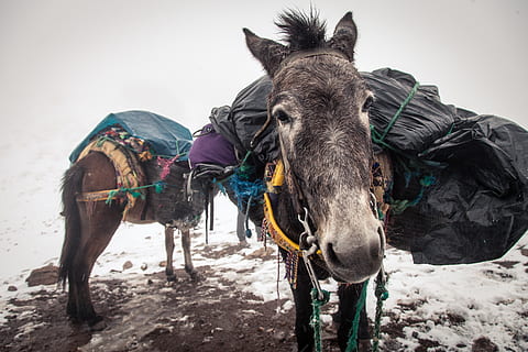 two brown donkeys carrying baggage, animal, horse, mammal, morocco HD wallpaper