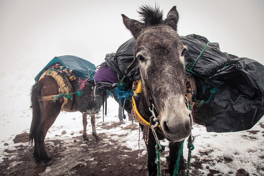 two brown donkeys carrying baggage, animal, horse, mammal, morocco HD wallpaper