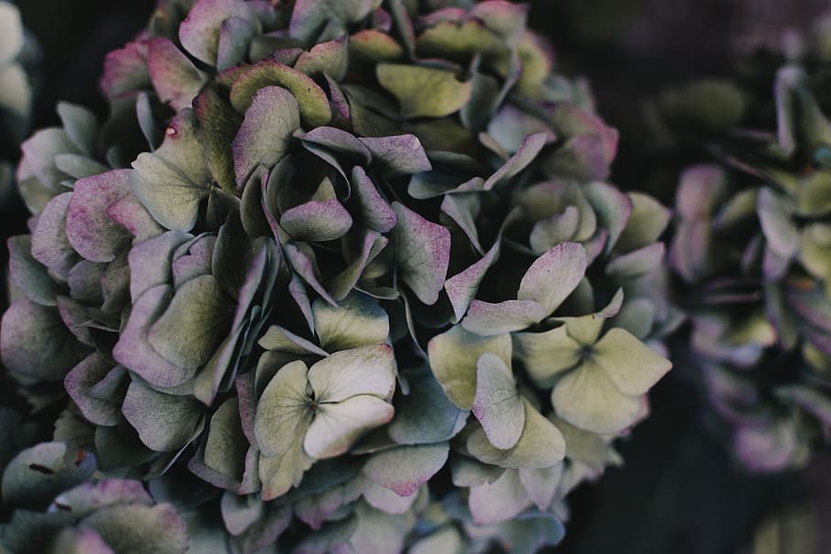 selective focus of hydrangea flower, plant, nature, green, floral HD wallpaper