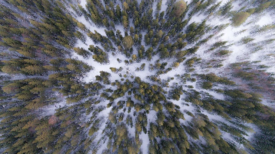 Aerial Photography of Green Trees on Snow-covered Field, abstract HD wallpaper