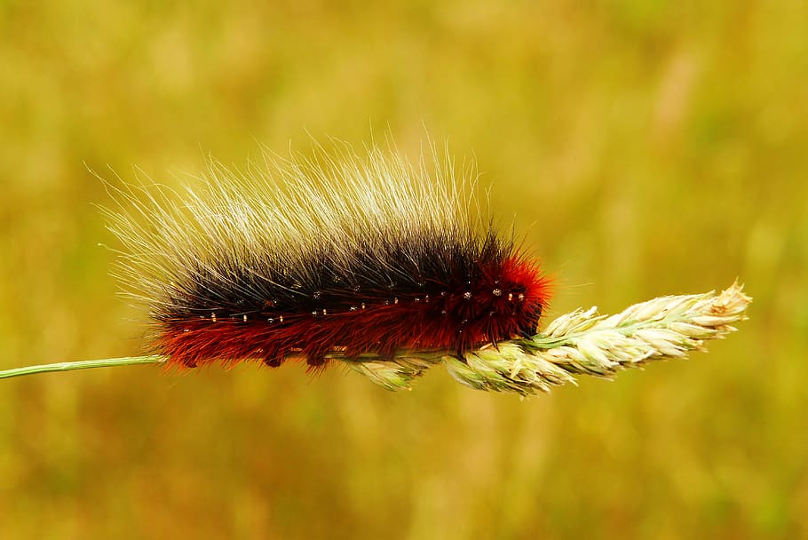 red and black worm, flower, one animal, plant, flowering plant HD wallpaper