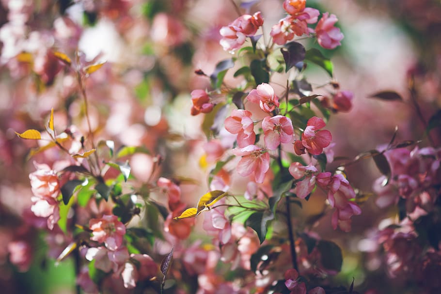 flowers, garden, petals, leaves, bloom, blooming, blossom, blurred background HD wallpaper
