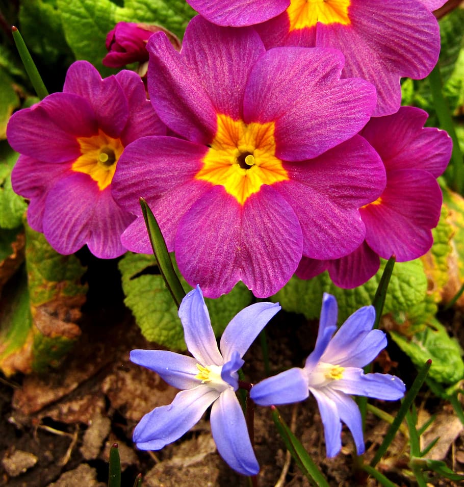 starflower, blue, spring, violet, nature, flowers, garden, cowslip HD wallpaper
