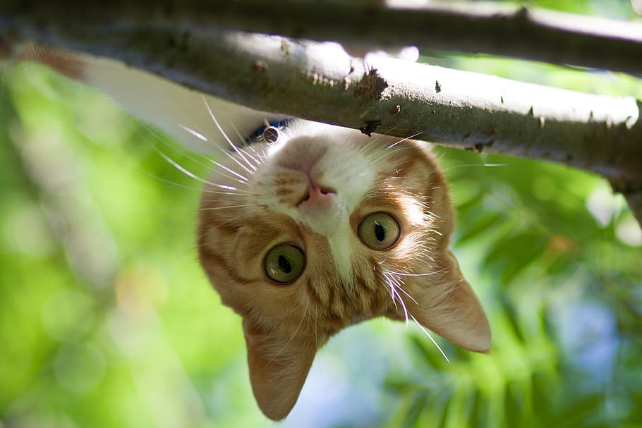 germany, unterhaching, cat, animal themes, one animal, domestic cat HD wallpaper