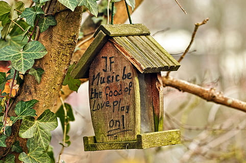 birdhouse, nesting box, spring, egg, raising, young, hatchling HD wallpaper