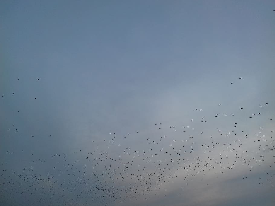 poland, torun, crows, flying, sky, large group of animals, flock of birds HD wallpaper